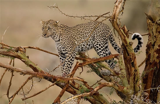 Leopard - Tsavo West National Park